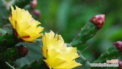 探寻仙人掌花语的神秘力量 解读仙人掌花语的深层含义