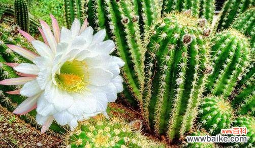 以仙人掌花花语为主题的隐喻与象征 探寻仙人掌花的花语之谜