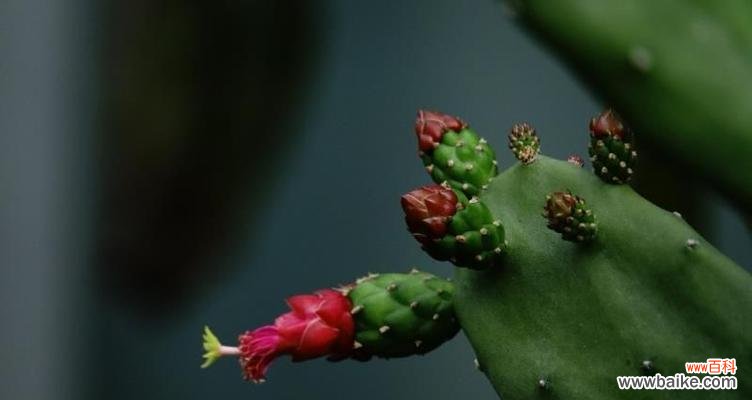 以仙人掌花花语为主题的隐喻与象征 探寻仙人掌花的花语之谜