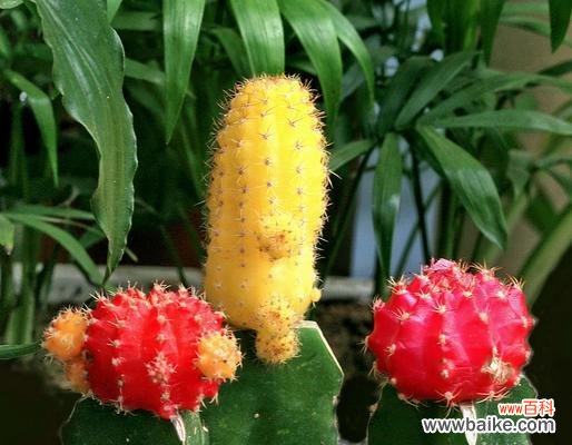 探寻仙人掌的寓意 仙人掌的寓意与生命智慧