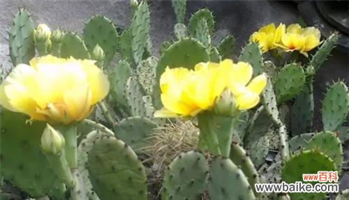 探寻仙人掌的寓意 仙人掌的寓意与生命智慧