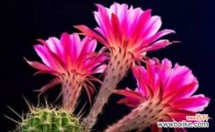 探寻仙人掌的寓意 仙人掌的寓意与生命智慧