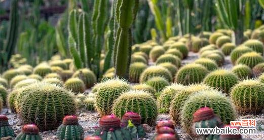 探索仙人掌的神秘魅力 仙人掌的寓意与象征风水