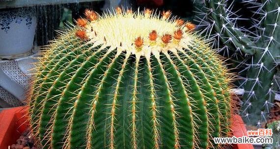 探索仙人掌的神秘魅力 仙人掌的寓意与象征风水