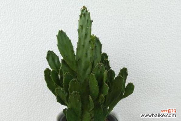 探索仙人掌的神秘魅力 仙人掌的寓意与象征风水