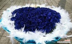 探索蓝色妖姬代表的深层含义与情感表达方式 蓝色妖姬的象征意义与传达情感的力量