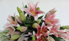 探寻百合花所代表的纯洁与爱情 用百合花表达爱意——百合花的象征意义及送花的艺术