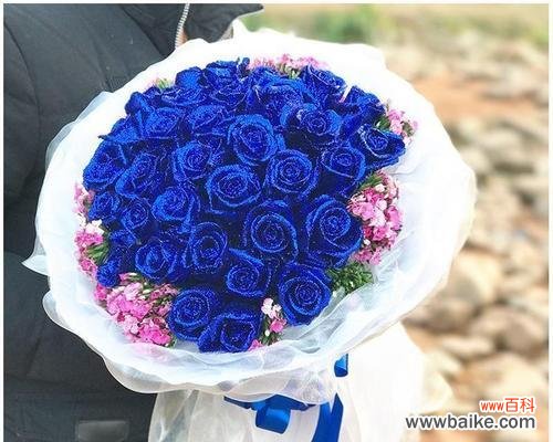 探寻蓝玫瑰所代表的情感和情境 蓝玫瑰的象征意义