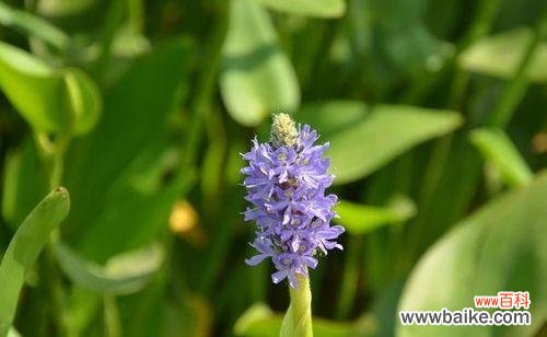 绽放在枯草丛中的美丽 梭鱼草的花语