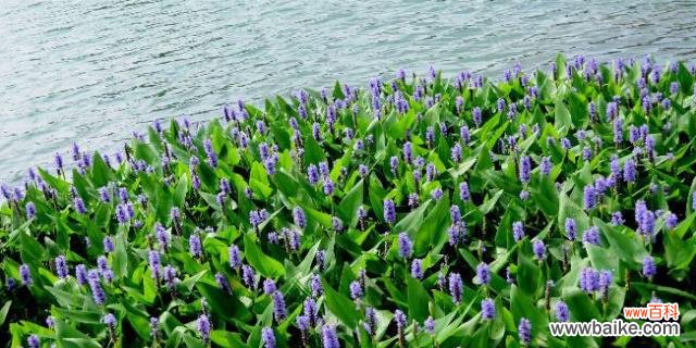 绽放在枯草丛中的美丽 梭鱼草的花语