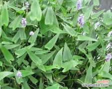 绽放在枯草丛中的美丽 梭鱼草的花语