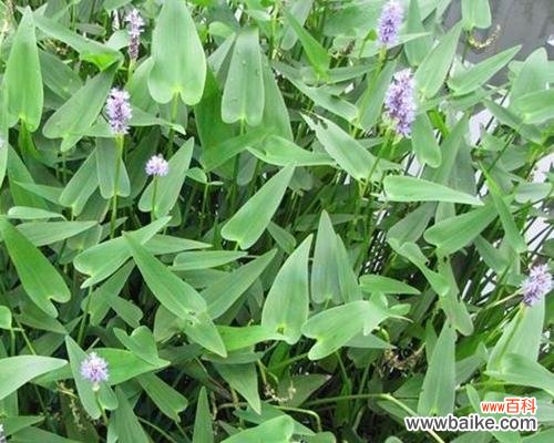 绽放在枯草丛中的美丽 梭鱼草的花语