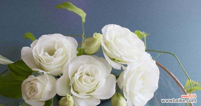 揭秘碎冰蓝洋桔梗花语的深层含义 碎冰蓝洋桔梗花语与其寓意的探究