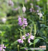 随心所欲 随意草花语与生活的启示