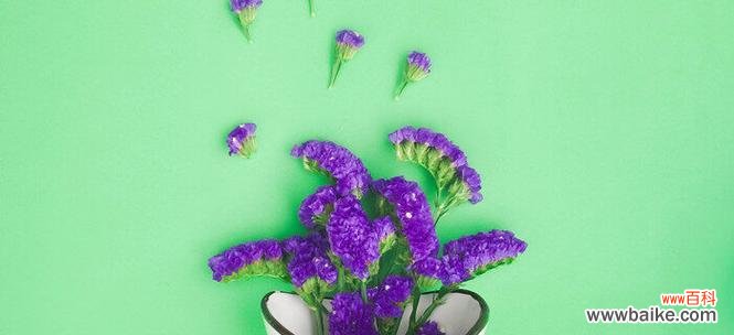 随心所欲 随意草花语与生活的启示