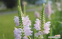 用花语诠释自由的意义 随意草的花语-自由与无拘束