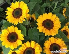 揭开以太阳花的内涵 以太阳花的花语与寓意