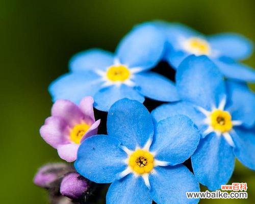 以百合花代表永恒的爱 花开不败，永恒的爱