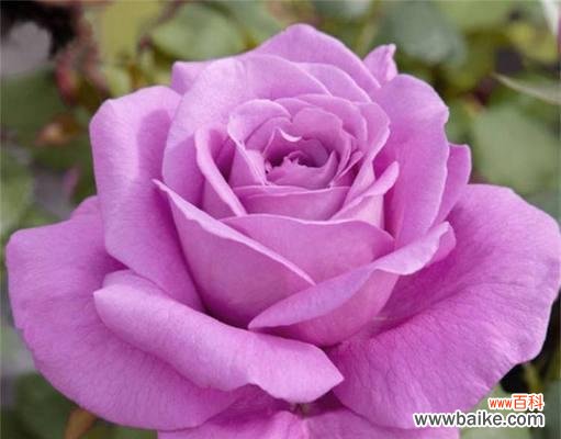 绽放爱意 用玫瑰花诠释永恒的爱情