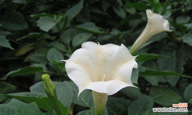 用花朵寄予希望 美丽花朵见证早日康复的奇迹