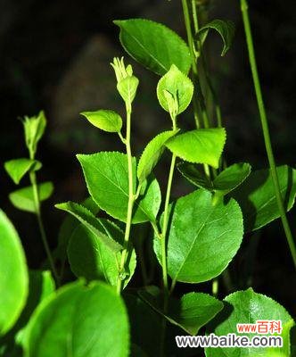 用百合花传递虚心的品质与价值观 以百合花代表虚心的力量