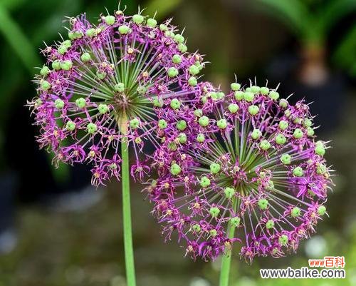 盛开在雅致之间 以兰花代表优雅气质的魅力