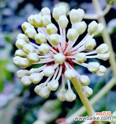 盛开在雅致之间 以兰花代表优雅气质的魅力