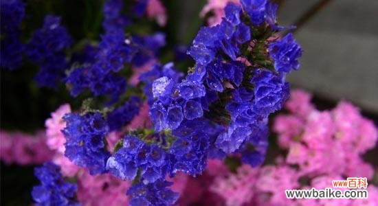 探究玫瑰花的永恒之美 永恒的象征——玫瑰花