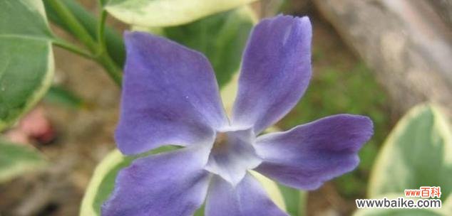 探究玫瑰花的永恒之美 永恒的象征——玫瑰花