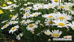 以玫瑰为代表的友情之花 用花朵表达友情的美好