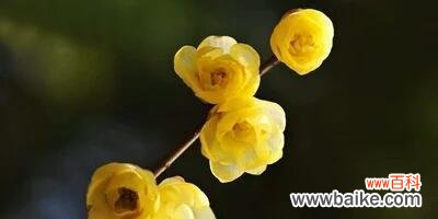 中国花卉之王——菊花的意义与历史 用菊花传承中华文化