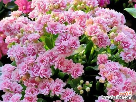 以什么花代表友情长久 友情长久如花盛开