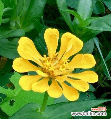 以什么花代表友情长久 友情长久如花盛开