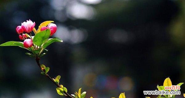 以罂粟花象征原谅的力量 花开宽恕，心谊绽放