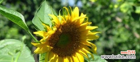 以罂粟花象征原谅的力量 花开宽恕，心谊绽放