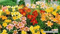 白色玫瑰的寓意和象征意义 以白色玫瑰代表重新开始