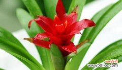 传递情感的花语 以花为代表的祝福