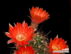 以玫瑰为例 花语中的专一忠诚