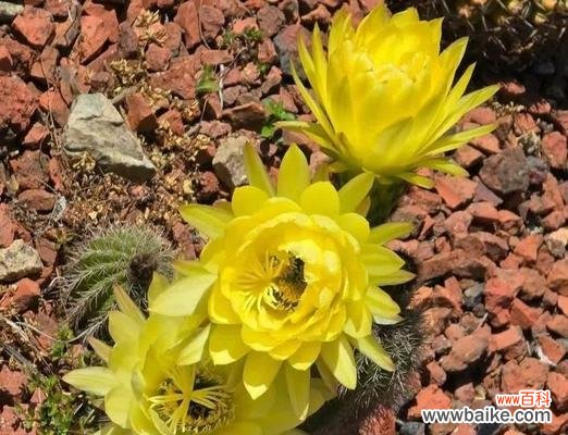 探寻仙人球花的神秘花语，解读其独特寓意 仙人球花的花语与寓意