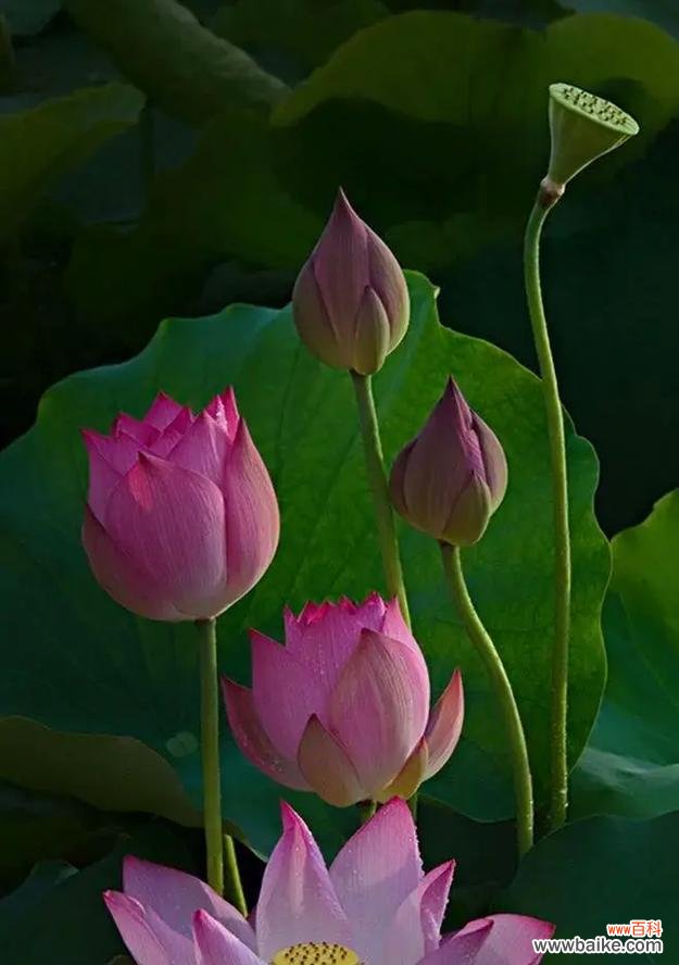 照亮黑暗的希望之花 黑夜中的光明——向日葵的花语