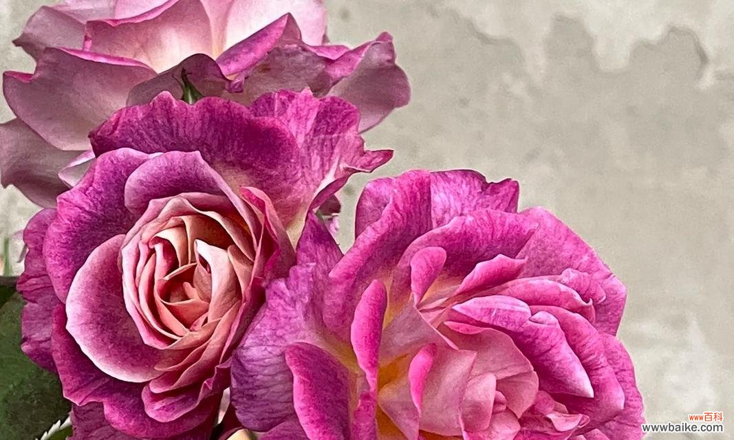 揭开恶魔之花的面纱，探寻其神秘力量 恶魔之花——神秘而致命的代表