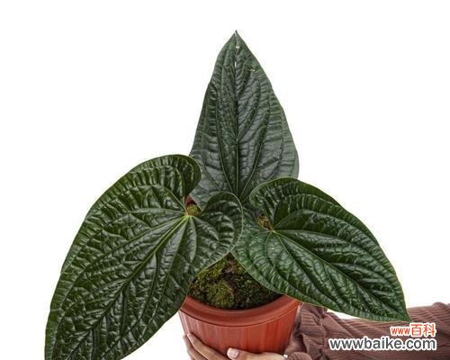 揭开恶魔之花的面纱，探寻其神秘力量 恶魔之花——神秘而致命的代表