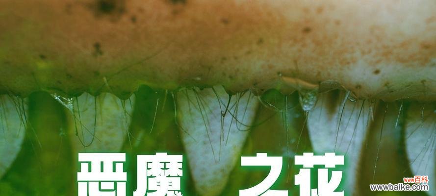 揭开恶魔之花的面纱，探寻其神秘力量 恶魔之花——神秘而致命的代表