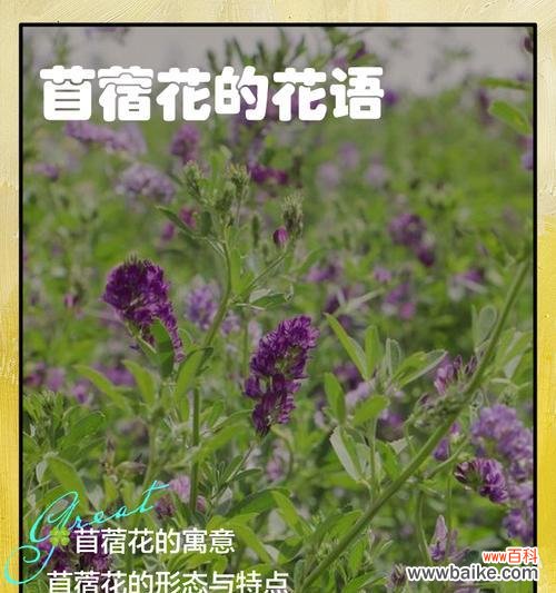 赏菊花,感受平淡生活的美好 平淡简单的美——菊花的花语