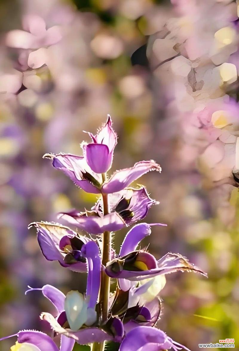 赏菊花,感受平淡生活的美好 平淡简单的美——菊花的花语