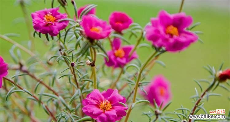 追寻光明 以太阳花