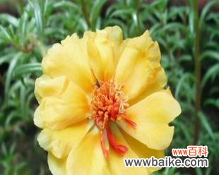 追寻光明 以太阳花