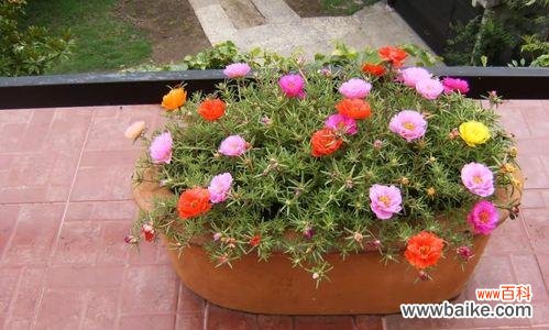 探索以太阳花的含义和象征 以太阳花的象征意义