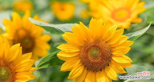 揭开以太阳花深藏的花语之谜 以太阳花的花语