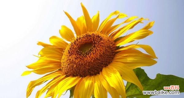 以太阳花为主角 以太阳花的花语-揭示阳光与活力的象征